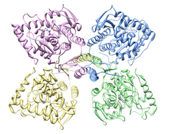 Tyrosine-hydroxylase et acupuncture