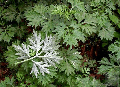 Artemisia Argyi (艾葉 Ài Yè)