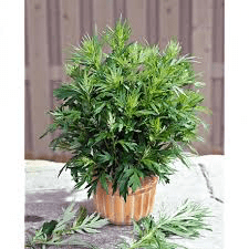Artemisia Abronatum
(Aurone ou Armoise citronnelle)