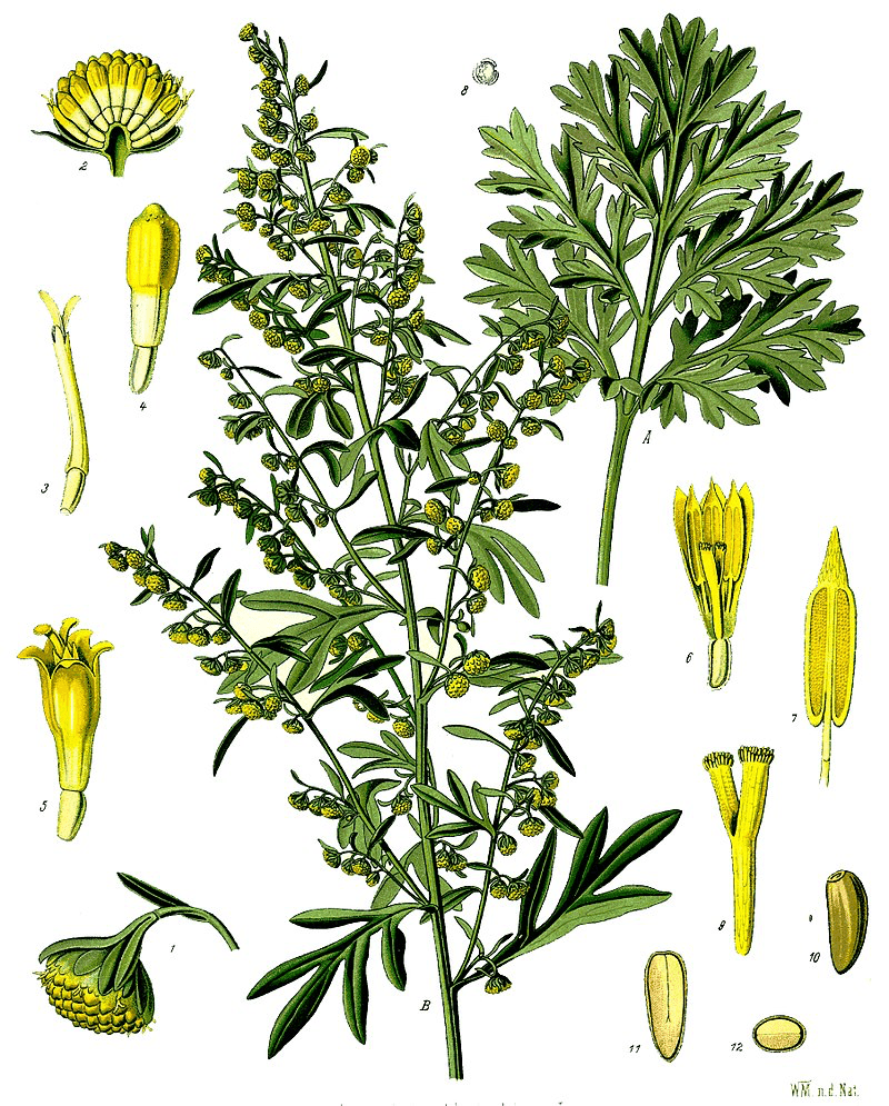 Artemisia Absinthium (Absinthe ou Wormwood)
