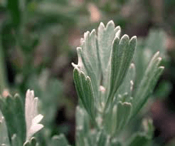 Artemisia tridentata (Armoise tridentée ou sagebrush)
