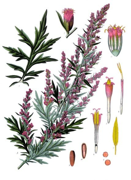 Artemisia Vulgaris (Armoise commune)