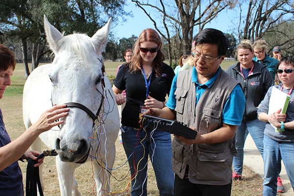 Dr. Huisheng Xie forme ici des étudiants qui étudient la profession d' acupuncteur dans l'administration de l'électroacupuncture chez le cheval.
